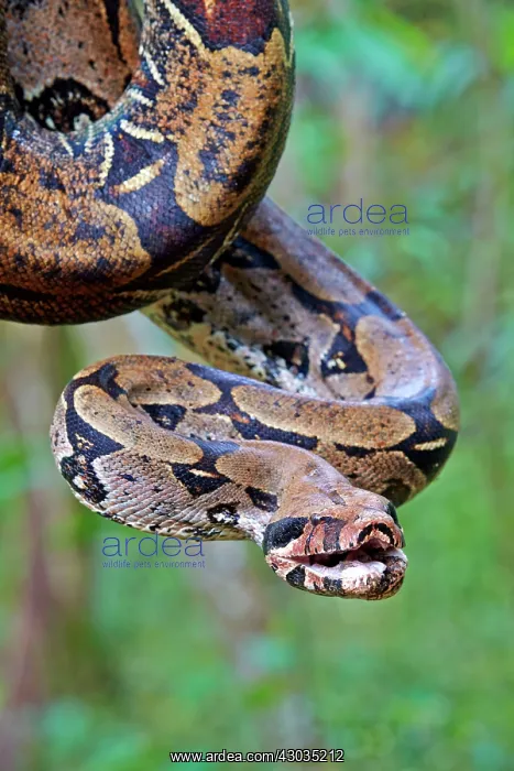 : Boa Constrictor Amazon river basin Manaus Amazonas : Boa Constrictor Amazon river basin Manaus Amazonas