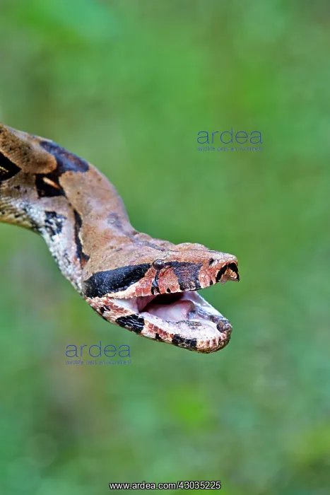 : Boa Constrictor Amazon river basin Manaus Amazonas : Boa Constrictor Amazon river basin Manaus Amazonas