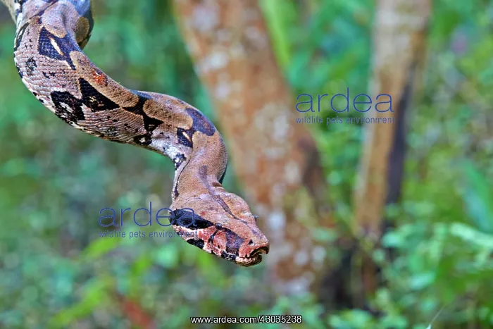  : Boa Constrictor Amazon river basin Manaus Amazonas