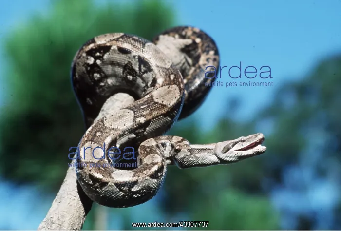  : Boa Constrictor - on branch