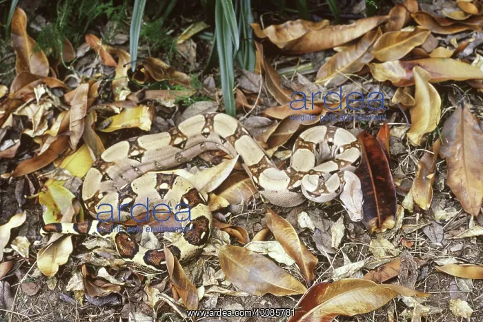  : Boa constrictor camouflage