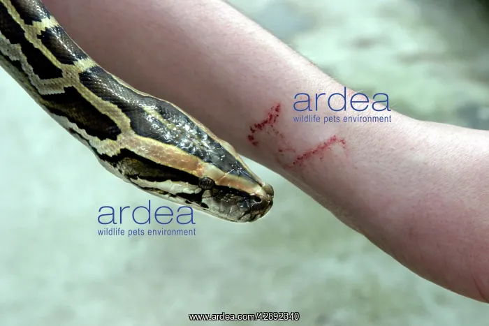 : Boa Constrictor - close-up of snake's head and : Boa Constrictor - close-up of snake's head and