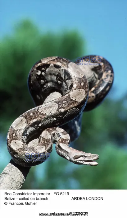 : BOA CONSTRICTOR- coiled on branch : BOA CONSTRICTOR- coiled on branch