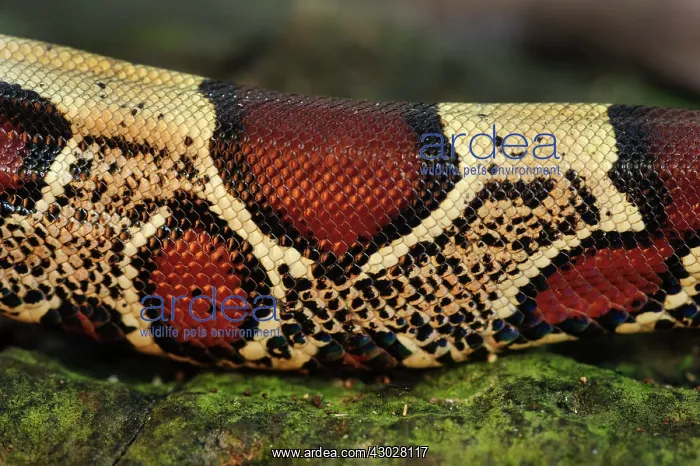 : Boa constrictor, detail, Amacayacu National Park : Boa constrictor, detail, Amacayacu National Park