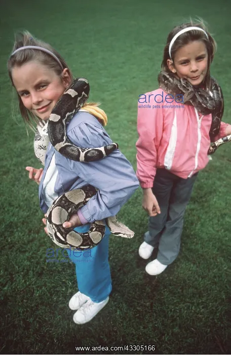 : Boa Constrictor - two being held by children : Boa Constrictor - two being held by children