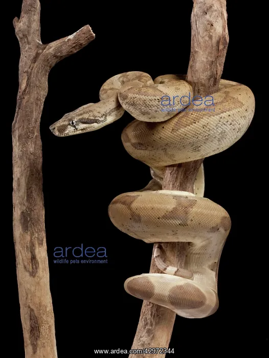 : Boa Constrictor - Imperator sub-species - Super : Boa Constrictor - Imperator sub-species - Super