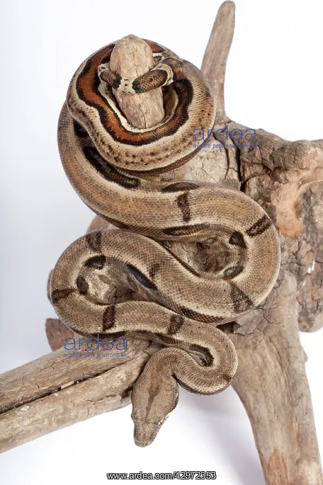 : Boa Constrictor - Mexican form : Boa Constrictor - Mexican form
