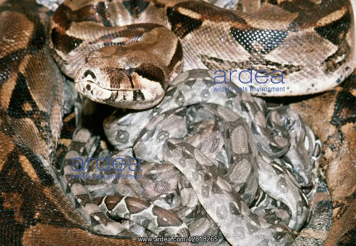 : Boa Constrictor - with newborn young : Boa Constrictor - with newborn young