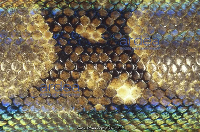 : Boa Constrictor Scales : Boa Constrictor Scales