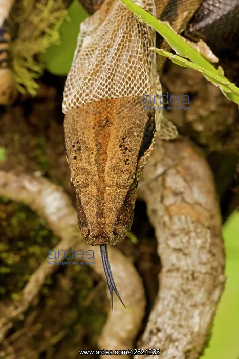: Boa constrictor - shedding skin : Boa constrictor - shedding skin
