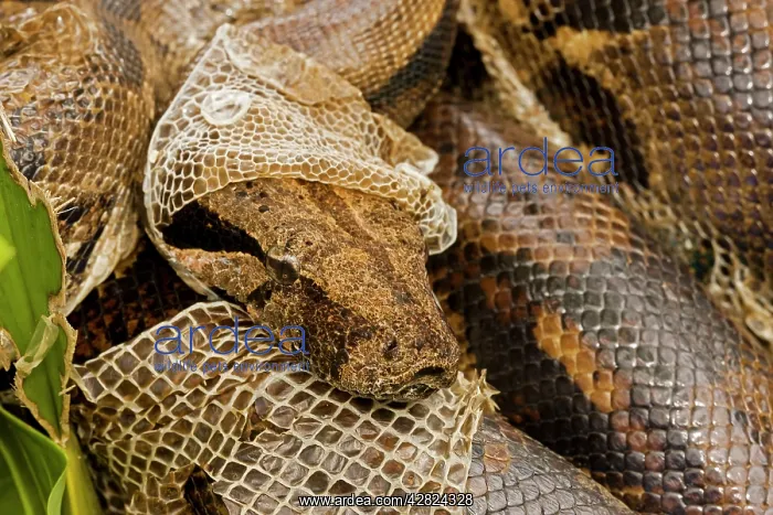 : Boa constrictor - shedding skin : Boa constrictor - shedding skin