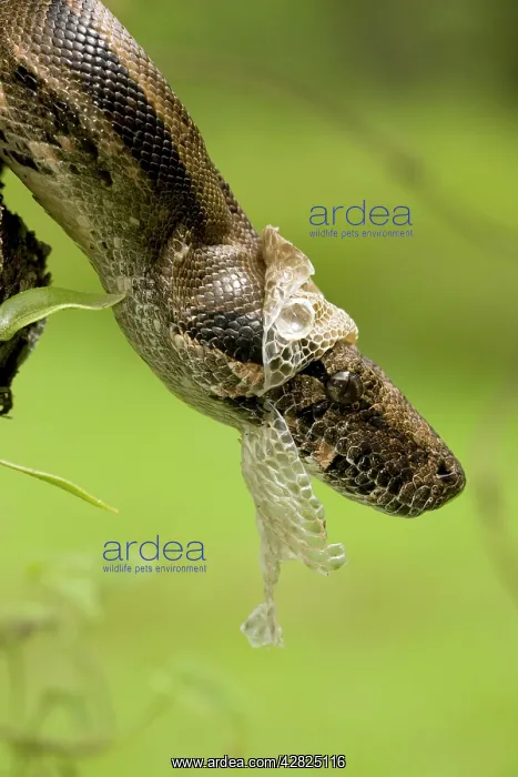 : Boa Constrictor - shedding skin : Boa Constrictor - shedding skin