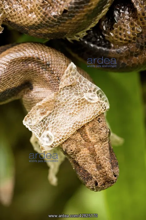  : Boa Constrictor - shedding skin