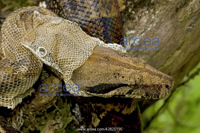 : Boa Constrictor - shedding skin : Boa Constrictor - shedding skin
