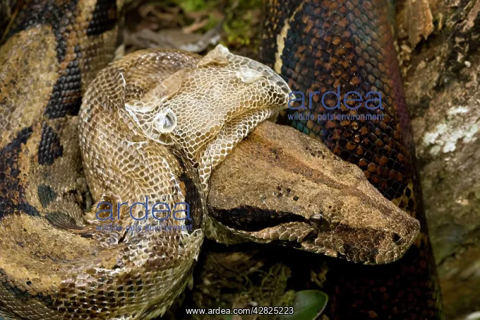 : Boa Constrictor - shedding skin : Boa Constrictor - shedding skin