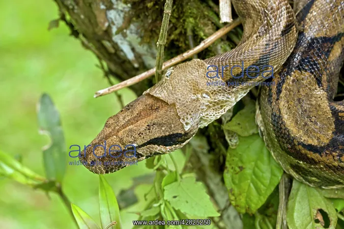 : Boa Constrictor - shedding skin : Boa Constrictor - shedding skin
