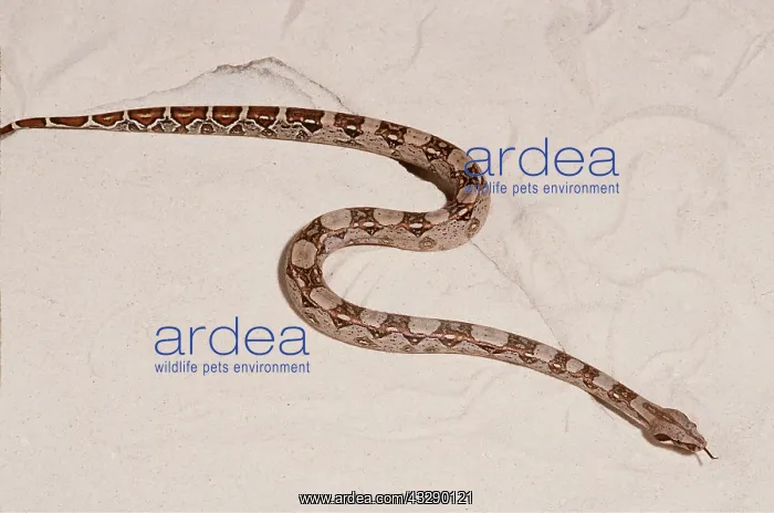 : Boa constrictor Snake : Boa constrictor Snake