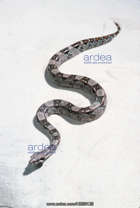 : BOA CONSTRICTOR SNAKE : BOA CONSTRICTOR SNAKE