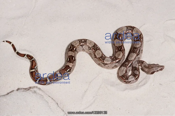 : BOA CONSTRICTOR SNAKE : BOA CONSTRICTOR SNAKE