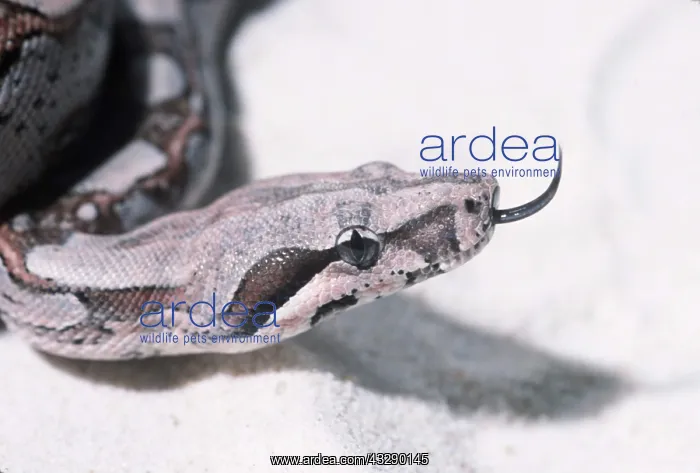 : BOA CONSTRICTOR SNAKE : BOA CONSTRICTOR SNAKE