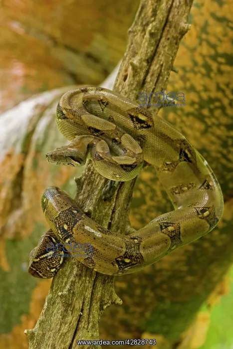 : Boa Constrictor - in tree : Boa Constrictor - in tree