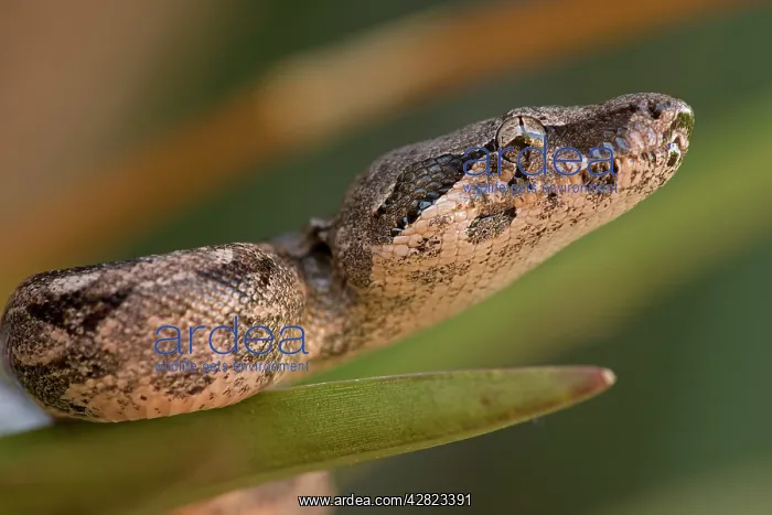 : Boa Constrictor - Young : Boa Constrictor - Young