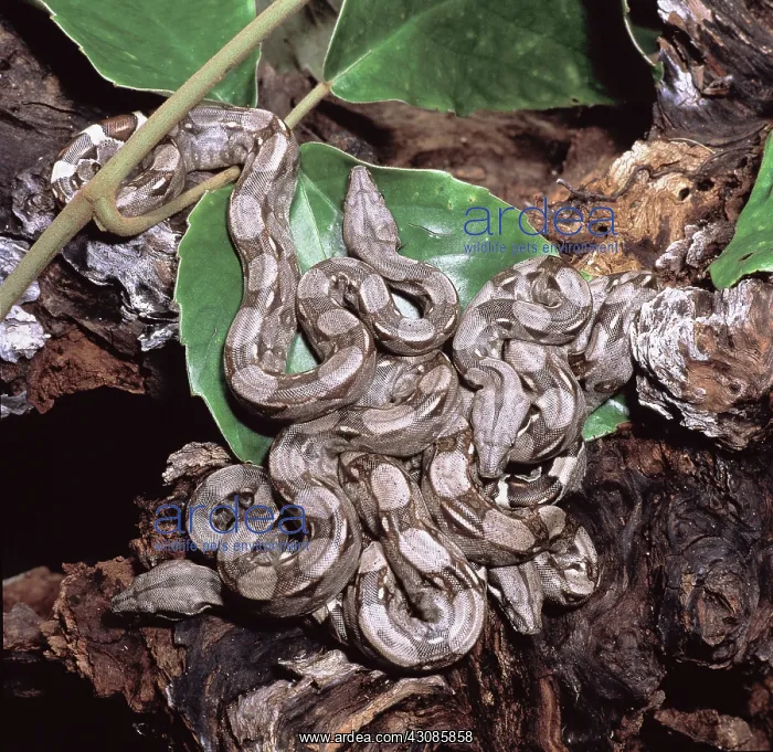 : Boa constrictors : Boa constrictors