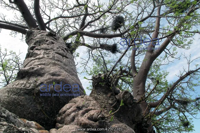 : Boab / Baobab Tree : Boab / Baobab Tree