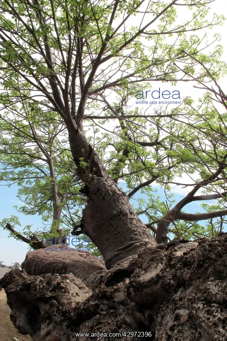 : Boab / Baobab Tree : Boab / Baobab Tree