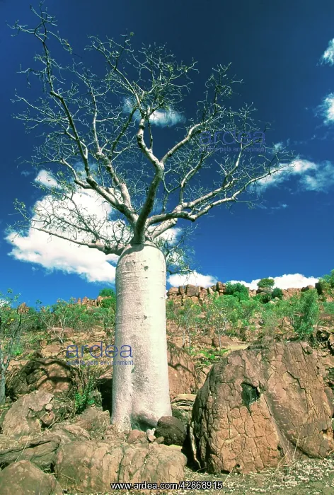 : Boab Tree - symbol of the Kimberley : Boab Tree - symbol of the Kimberley
