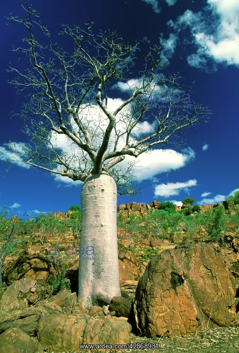 : Boab Tree - symbol of the Kimberley : Boab Tree - symbol of the Kimberley