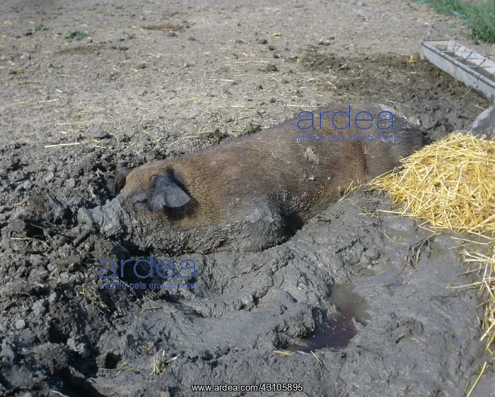 : Boar wallowing in mud : Boar wallowing in mud