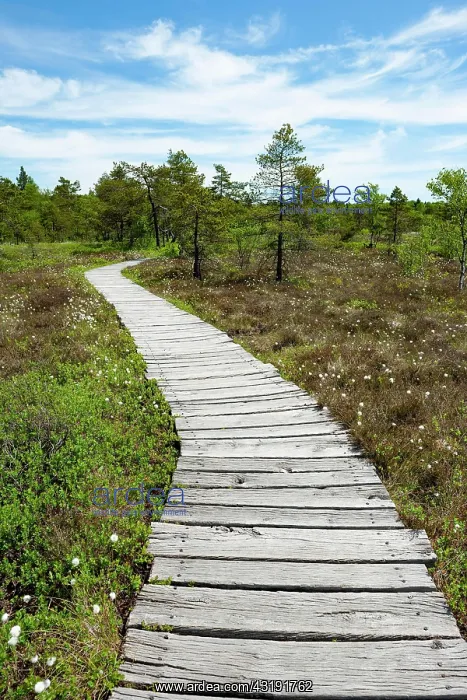 : Boarded footpath, Black Moor, Rhnn Biosphere Reserve : Boarded footpath, Black Moor, Rhnn Biosphere Reserve