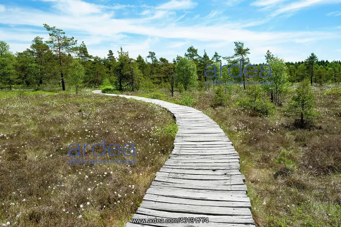 : Boarded footpath, Black Moor, Rhnn Biosphere Reserve : Boarded footpath, Black Moor, Rhnn Biosphere Reserve