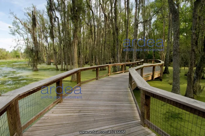 : Boardwalk at Audubon Swamp Garden, outside : Boardwalk at Audubon Swamp Garden, outside