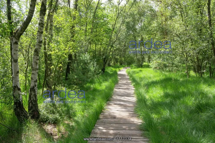 : Boardwalk through the birch forest, Venner Moor : Boardwalk through the birch forest, Venner Moor