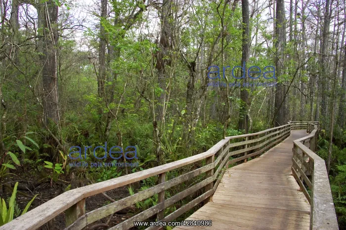 : Boardwalk, Corkscrew Swamp Sanctuary : Boardwalk, Corkscrew Swamp Sanctuary