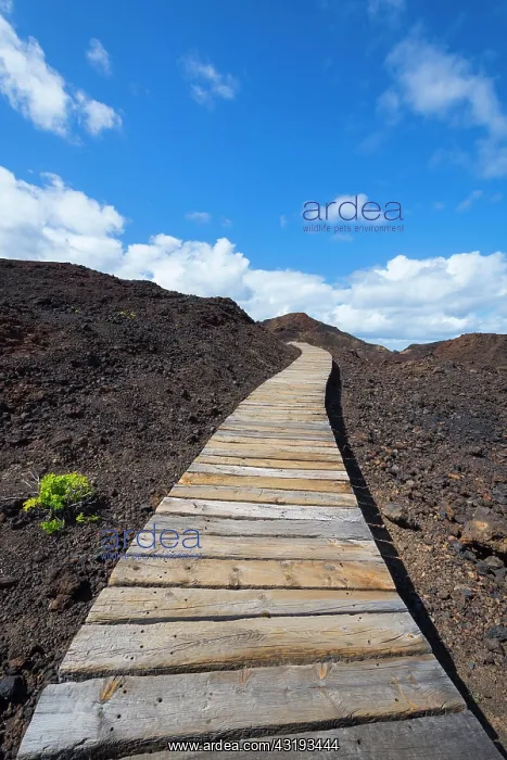 : Boardwalk through lava rock landscape, Punta De : Boardwalk through lava rock landscape, Punta De