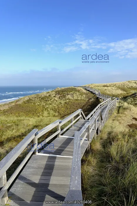: The boardwalk leads through the dunes to the beach : The boardwalk leads through the dunes to the beach