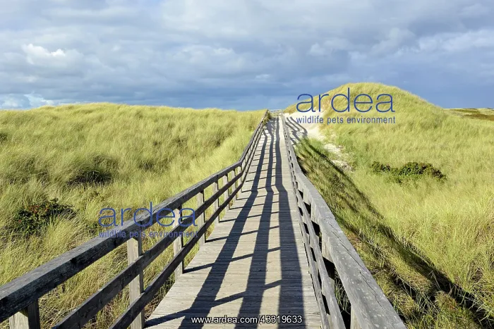 : The boardwalk leads through the dunes to the beach : The boardwalk leads through the dunes to the beach