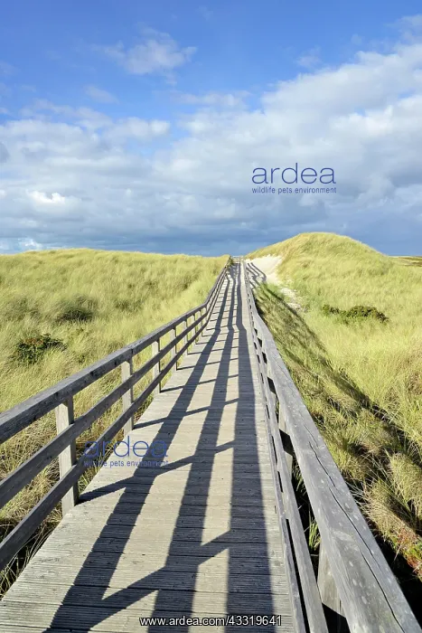 : The boardwalk leads through the dunes to the beach : The boardwalk leads through the dunes to the beach