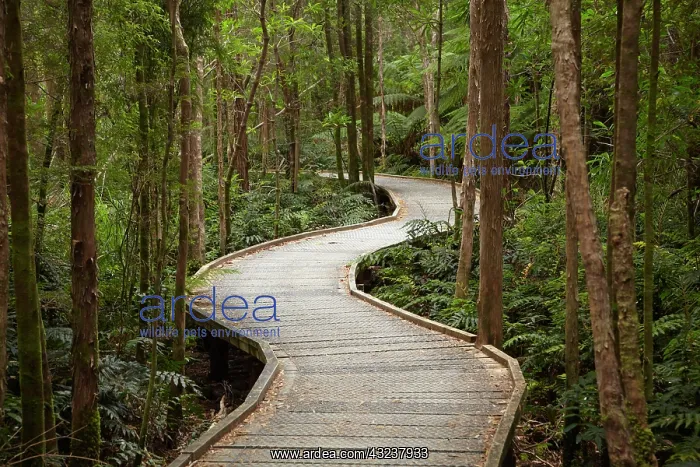: Boardwalk to Nelson Falls, Franklin - Gordon : Boardwalk to Nelson Falls, Franklin - Gordon