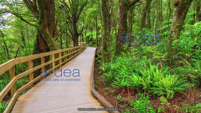 : Boardwalk through rainforest at Milford Sound, Fiordland : Boardwalk through rainforest at Milford Sound, Fiordland