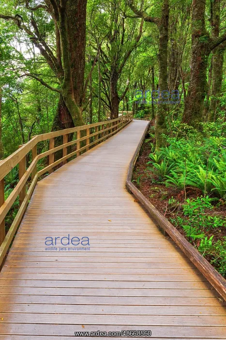 : Boardwalk through rainforest at Milford Sound, Fiordland : Boardwalk through rainforest at Milford Sound, Fiordland