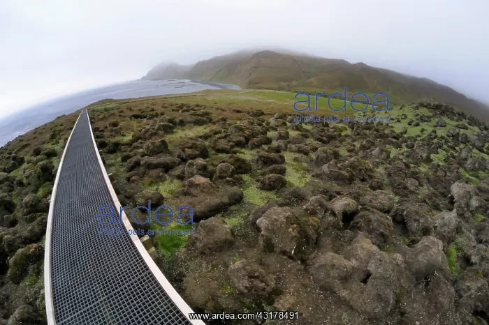 : Boardwalk to Royal penguin colony on Macquirie island : Boardwalk to Royal penguin colony on Macquirie island