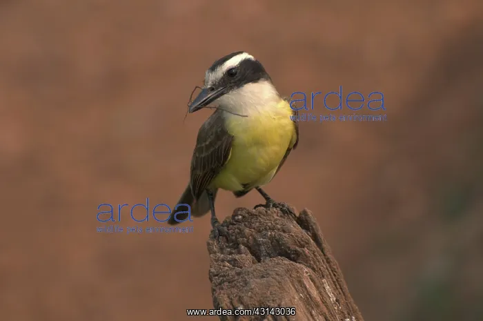 : Boat-billed Flycatcher : Boat-billed Flycatcher