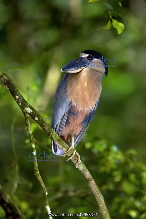 : Boat-billed Heron : Boat-billed Heron
