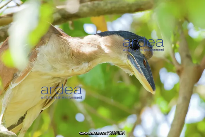 : Boat-billed Heron : Boat-billed Heron