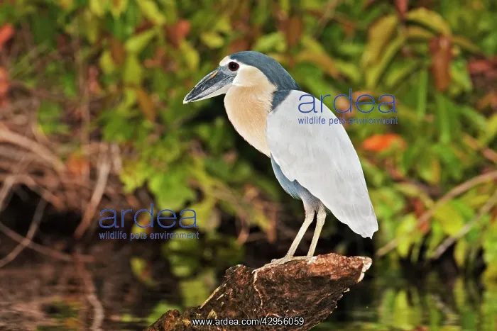 : Boat-billed Heron. Adult : Boat-billed Heron. Adult
