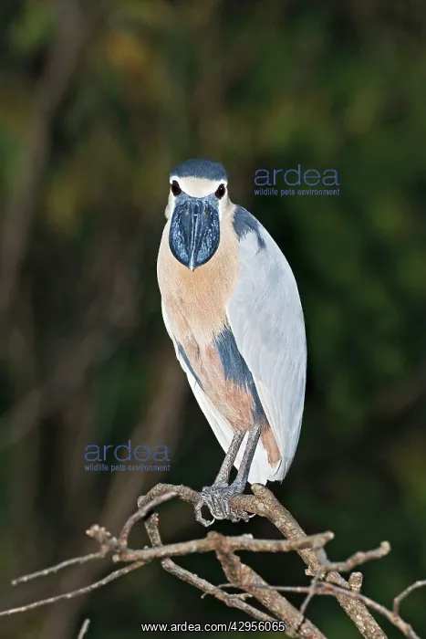 : Boat-billed Heron. Adult : Boat-billed Heron. Adult